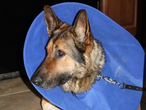 Police service dog Bosco was injured while tracking a suspect. (Photo courtesy of London police)