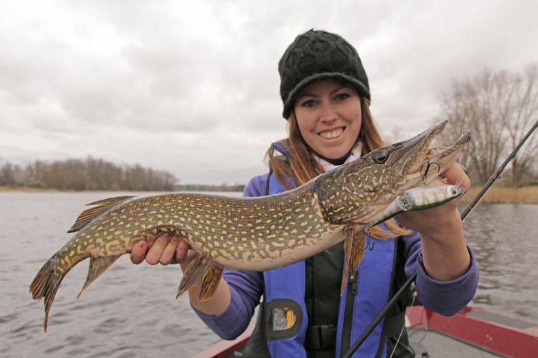 Shallow-water pike bite is great
