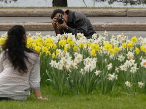 A man takes some photos of a lady near tulips near Dow's Lake in Ottawa On. Friday May 9,  2014. Tulips and decorations are ready for viewing as the Ottawa Tulip Festival started Friday.  Tony Caldwell/Ottawa Sun/QMI Agency