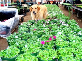 There's a risk impatiens flowers, like these at Empire Valley Farm Market, could be affected by airborne mildew this season. Looking over the flowers is Baxter, at Empire Valley Farms on Talbot Line.