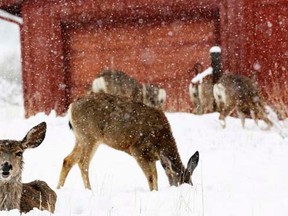 Mule deer are seen in the snow during a late spring snow storm in Golden, Colorado May 11, 2014.  A Mother's Day snowstorm blanketed the Northern Rockies on Sunday, prompting road closures in Colorado and Wyoming, and the same weather system prompted tornado watches in several Midwestern states as it moves eastward, officials said.    REUTERS/Rick Wilking