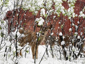 A mule deer fawn shelters in a leafed-out shrub during a late spring snow storm in Golden, Colorado May 11, 2014. (REUTERS/Rick Wilking)