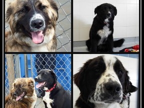 Five dogs are recovering at the Hamilton/Burlington SPCA after being found poisoned in the Caledonia, Ont., area. (Hamilton/Burlington SPCA facebook photos)