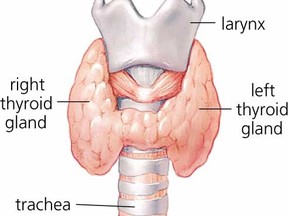 thyroid