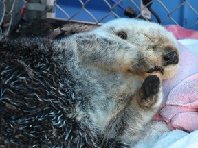 Whiffen the sea otter at the Vancouver Aquarium Marine Mammal Rescue Centre. Vancouver, B.C. on Tuesday, March 4th, 2014. (Jason Lang /QMI Agency)