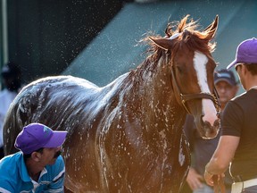 California Chrome is given a bath after his morning work  in preparation for the Preakness Stakes at Pimlico Race Course. (USA TODAY Sports)