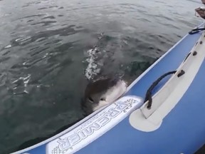 A great white shark bites an inflatable boat in this screengrab from MaxAnimal's YouTube video.