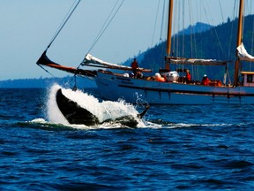 A humpback whale makes an appearance in Juan Perez Sound, Gwaii Haanas, near the schooner Maple Leaf. (Kevin J. Smith/Maple Leaf Adventures)