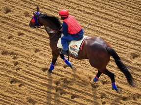 Social Inclusion, walking on the track at Pimlico, will be the 5-1 second choice for Saturday's Preakness Stakes. (Getty Images)