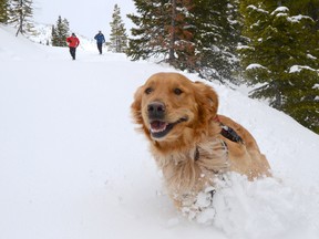 Dieter, one of the rescue dogs-in-training at Castle Mountain, zooms downhill to find a hidden victim during a spring training session, followed by his handler Frank Lehniger and CARDA instructor Jay Pugh. The exercises are meant to teach the golden retriever to rely on his scent drive and get excited about finding a live human. John Stoesser photo/QMI Agency