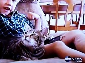 A screen grab from ABC shows Tara the cat after she rescued her four-year-old owner.