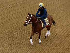 Dynamic Impact works out at Pimlico on Thursday in preparation for the Preakness. (GETTY IMAGES)