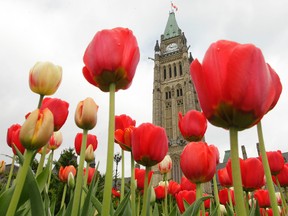 The tulips are in full bloom on Parliament Hill - and across Ottawa - as we head into the Victoria Day long weekend. This is the final weekend of the Canadian Tulip Festival, which is based at Dow's Lake but includes several venues across the city. For full info visit tulipfestival.ca (TONY CALDWELL Ottawa Sun)