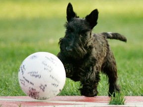 Miss Beazley, the younger of two Scottish Terriers that call the White House their home, runs with a ball on the South Lawn of the White House.

REUTERS/Jason Reed/Files