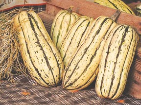 Honey Boat is a winter squash from a particular line of breeding and recommended for home gardeners who don’t have a lot of space. The flesh is deep rich orange, very sweet and each one is just the right size for individual servings. (West Coast Seeds)