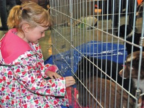 Vulcan resident Grace Fath, 5, simply couldn’t resist saying hello to a batch of adorable puppies during the sixth annual Critters and Crafts Sale, which was held May 10 at the Vulcan District Arena for the first time.