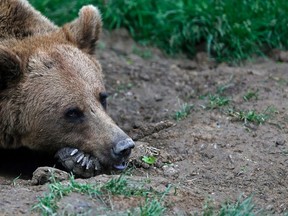 A brown bear sits inside an enclosure at "Libearty" Zarnesti bear sanctuary, central Romania, May 14, 2014. "Libearty", Europe's largest bear sanctuary, is home for 78 bears, many of them rescues. REUTERS/Bogdan Cristel