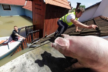 A man climbs on the roof of a house to feed pigs they rescued during heavy floods in the village of Vojskova, May 19, 2014. Communities in Serbia and Bosnia battled to protect towns and power plants on Monday from rising flood waters and landslides that have devastated swathes of both countries and killed dozens of people. REUTERS/Srdjan Zivulovic