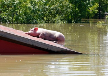 A pig is stranded on a roof during heavy floods in Vojskova, May 19, 2014. More than a quarter of Bosnia's four million people have been affected by the worst floods to hit the Balkans in more than a century, the government said on Monday, warning of "terrifying" destruction comparable to the country's 1992-95 war. REUTERS/Srdjan Zivulovic