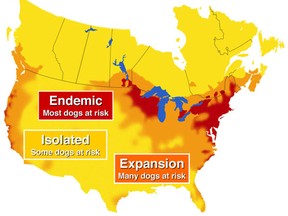 Lyme disease is caused by a bacterial infection transferred by a bite from an infected blacklegged tick, also known as a deer tick. These ticks are smaller than the common wood tick, which doesn't transmit lyme disease. Exposure to them can occur from April to November. This map shows the worst-affected areas in North America. (HANDOUT)