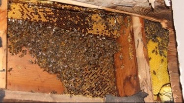 More than 50,000 bees were found in a home in Kitchener, Ont., Tuesday, May 20, 2014. (QMI Agency)
