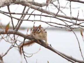 Gino Donato/The Sudbury Star      
A chipmunk scampers along a branch in Bell Park on Tuesday. Trees throughout the city are now in bud and releasing pollen, much to the dismay of allergy sufferers.