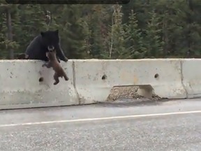 A black bear is seen in this YouTube screengrab saving her cub from traffic on a busy B.C. highway. (YouTube screengrab)