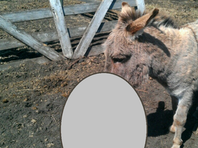 Police are looking for this missing donkey. (SUPPLIED)