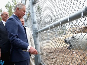 Prince Charles, Prince of Wales feeds a polar bear called Hudson as he visits Winnipeg Zoo on May 21, 2014 in Winnipeg, Canada. The Prince of Wales and Duchess of Cornwall are on a four day visit to Canada.