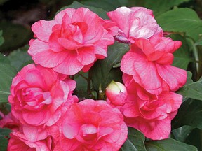 Monique Pare/QMI AGENCY 
In the past few years a fungus called impatiens downy mildew has wreaked havoc on impatiens (both shade and double shade varieties) in Southwestern Ontario.