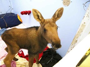Oliver the baby moose hangs out at the Wild at Heart Animal Shelter in Walden in this file photo.
Gino Donato/The Sudbury Star