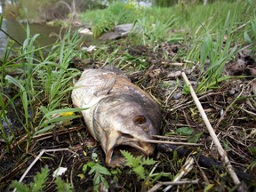 The significant number of dead and dying fish in the Bay of Quinte this spring was the result of the Viral Haemorrhagic Septicemia virus (VHS), confirmed the Ontario Ministry of Natural Resources on Tuesday, June 24, 2014. This dead fish lays along the waterfront trail at East Bayshore Park in Belleville, Ont. Wednesday, May 21, 2014. - File photo by: Jerome Lessard/The Intelligencer/QMI Agency