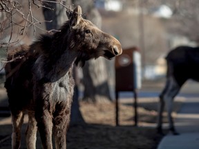 Two moose eat from trees near a Canada Post mailbox, on a street in Peace River, Alta., Wednesday, April 9, 2014. (ADAM DIETRICH/QMI AGENCY)