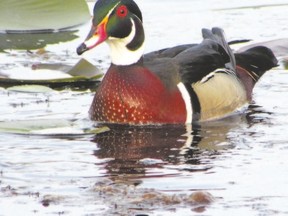 This wood duck and some black terns were among the highlights on Point Pelee?s marsh boardwalk during a bird watching ?big day? early in the week. (Paul Nicholson/Special to QMI Agency)