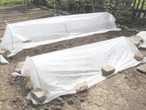 When covering up plants from frost for seedlings planted in the garden, it?s best to cover them with sheets or blankets. Tee the blankets so they?re not lying directly on the plants. Wherever possible there needs to be an air space between the plant and its covering. (Fotolia.com)