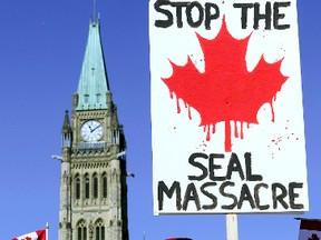 An anti-seal hunt protester is seen in front Parliament Hill in Ottawa in this March 10, 2010 file photo.(ANDRE FORGET/QMI AGENCY)