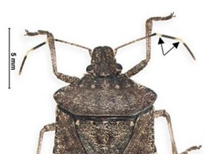 stinkbug