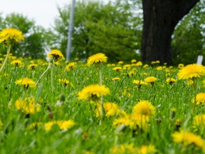 Millions of dandelions are thriving all over Ottawa after a long, cold and wet winter. Experts predict the weedy scourge will only get worse. Lacy Gillott/Ottawa Sun