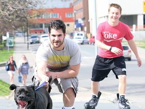 Gino Donato/The Sudbury Star
Gus, a lab mix, takes his owner Joe Marion for a ride with friend Kyle Wilson looking on, as they rollerblade on Minto Street in downtown Sudbury on Thursday afternoon. The forecast for today calls for clouds with 60% chance of showers early in the morning then a mix of sun and cloud and a high of 15 C. The weekend looks good, with sun both Saturday and Sunday ,with highs in the mid 20s.