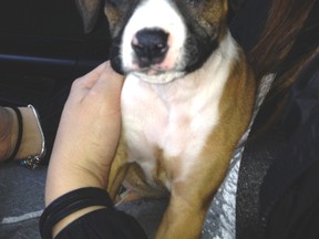 Nala, the stolen puppy. (SUPPLIED PHOTO)