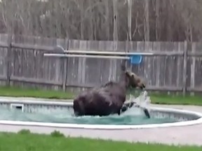 Steven Shebtschuk was a little surprised at the viral response generated by his online video of a moose in a Hanmer swimming pool.