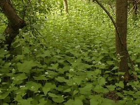 Garlic mustard is being targeted by the City of Edmonton as a potentially harmful weed. Photo supplied