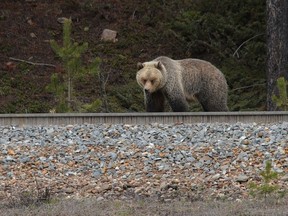 A grizzly bear is seen in this file photo taken near Lake Louise. (QMI AGENCY/File)