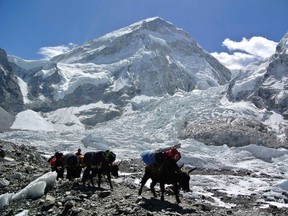 Yaks carrying mountaineering equipments return to base camp after Mount Everest expeditions were cancelled in Solukhumbu district April 27, 2014. (REUTERS/Phurba Tenjing Sherpa)