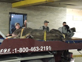 Police and wildlife officers had to catch a moose who had ventured,  in the parking lot of the shopping center in Sherbrooke, Que.
(ÉLIANE THIBAULT /QMI AGENCY)