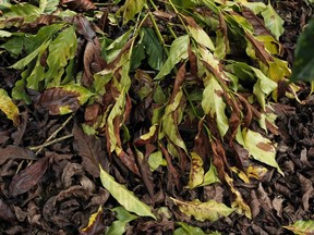 Coffee leaves affected by a tree-killing fungus known as coffee rust are seen. Reuters