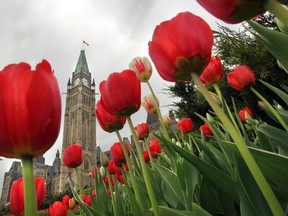 Tulips on Parliament Hill in Ottawa Ont. Thursday, May 15,  2014.(Tony Caldwell/QMI Agency)
