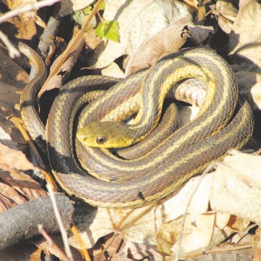 Garter Snake Fast Facts (U.S. National Park Service)