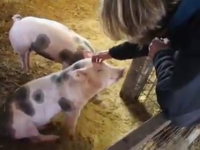 A pig gets its head scratched in this screengrab from Rumble’s video.