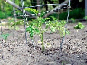Planting in the Tillsonburg Community Garden is underway. CHRIS ABBOTT/TILLSONBURG NEWS